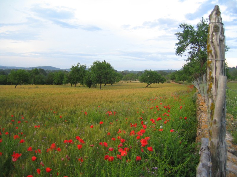 Foto de Ibiza (Illes Balears), España