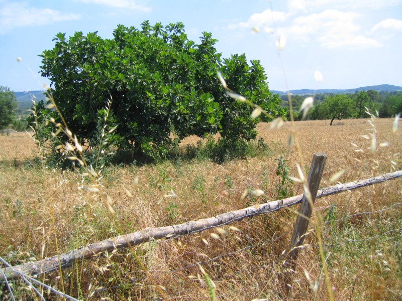 Foto de Ibiza (Illes Balears), España