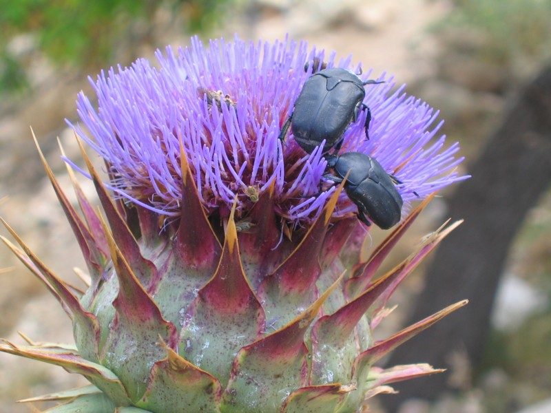 Foto de Ibiza (Illes Balears), España