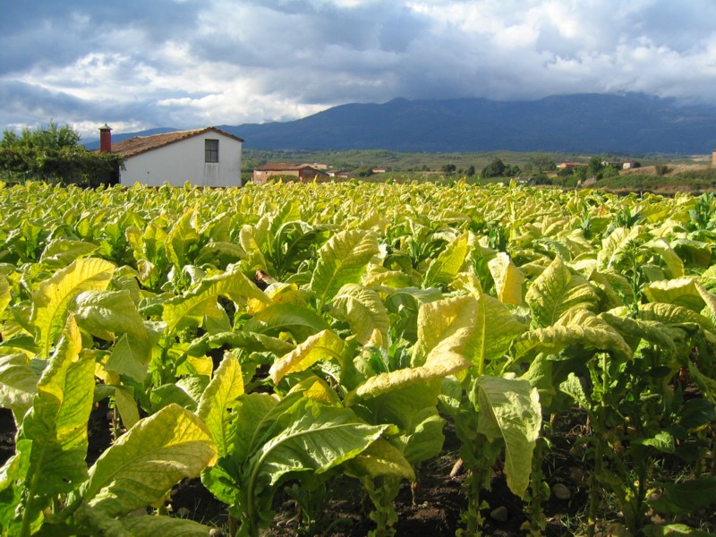 Foto de Cáceres (Extremadura), España
