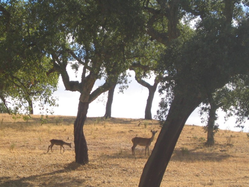 Foto de Monfrague (Cáceres), España