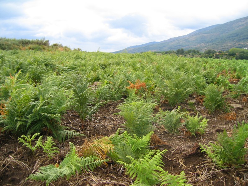 Foto de Cáceres (Extremadura), España