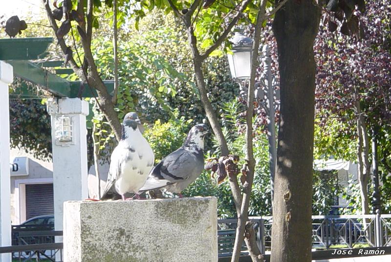 Foto de Cádiz (Andalucía), España