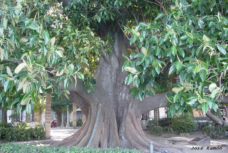 Foto de Cádiz (Andalucía), España