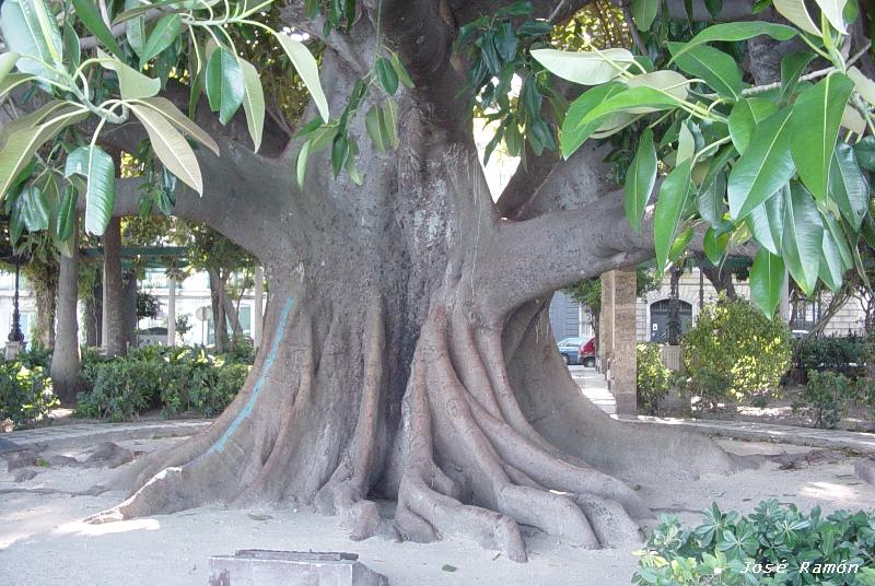 Foto de Cádiz (Andalucía), España