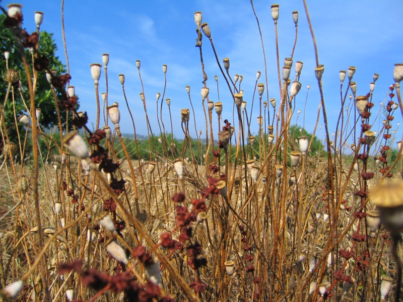 Foto de Ibiza (Illes Balears), España