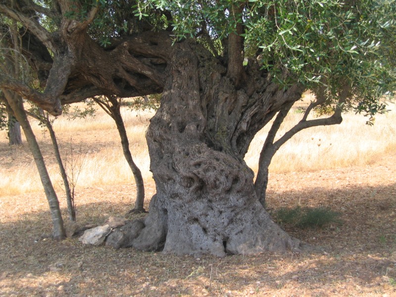 Foto de Ibiza (Illes Balears), España