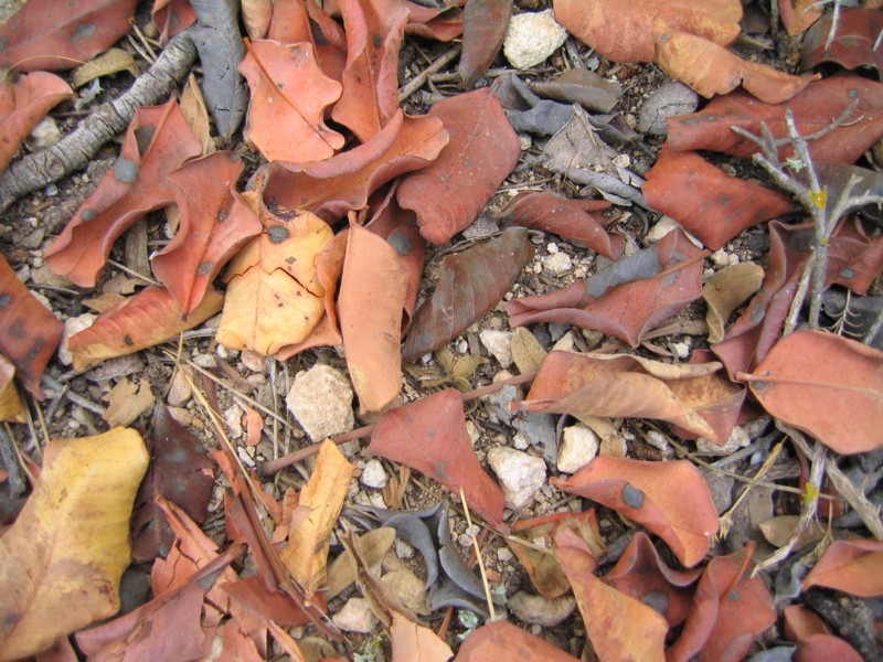 Foto de Ibiza (Illes Balears), España