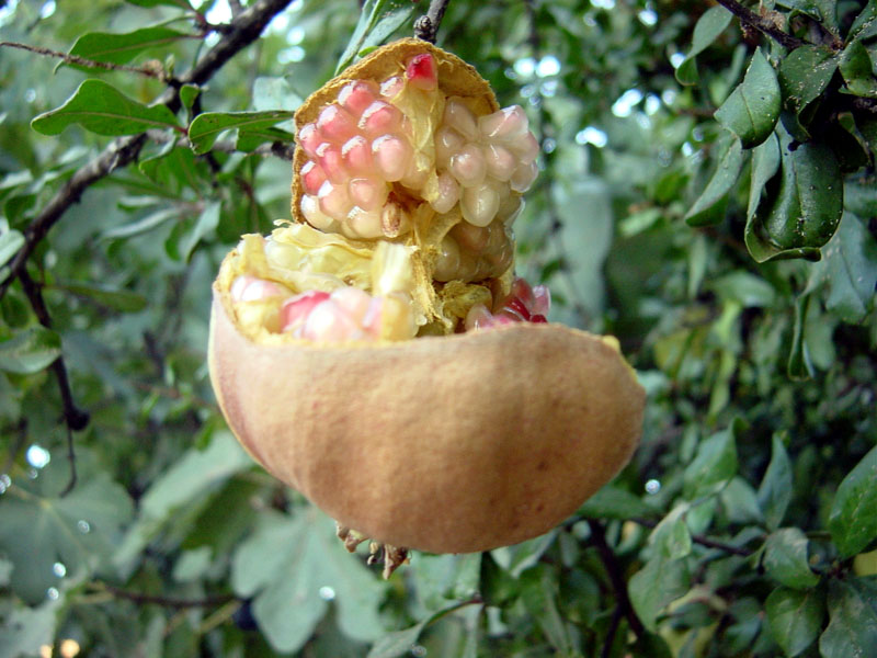 Foto de Jauja (Córdoba), España