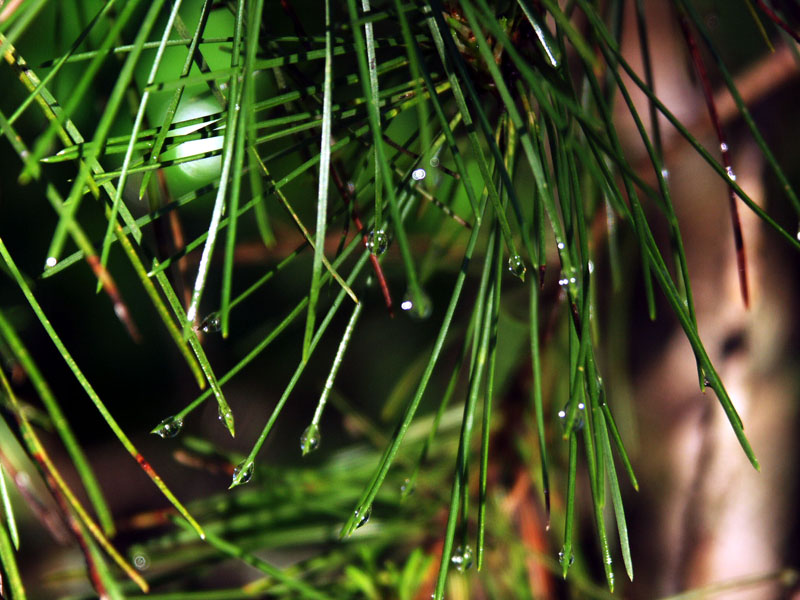 Foto de Sierra de Cazorla (Jaén), España