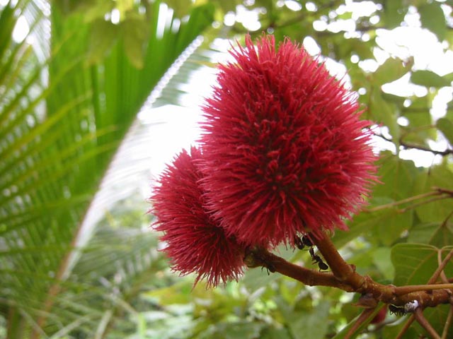 Foto de Iquitos, Perú