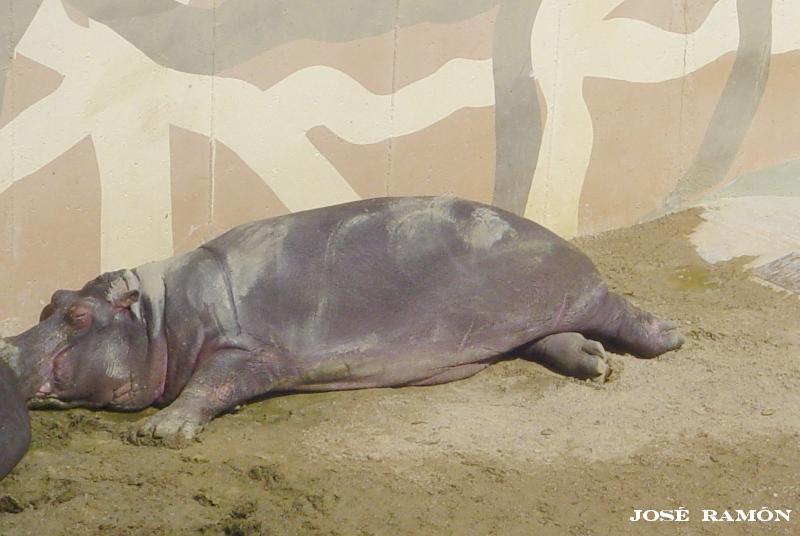 Foto de Jerez de la Frontera (Cádiz), España