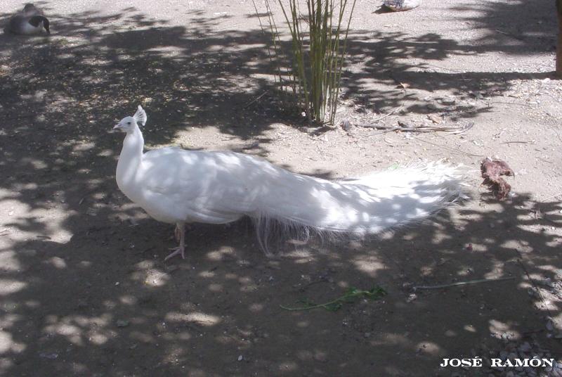 Foto de Jerez de la Frontera (Cádiz), España