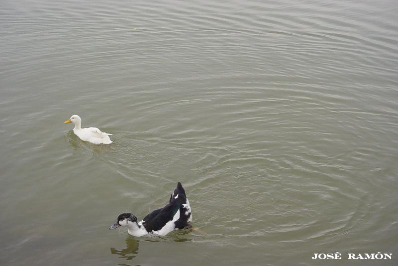 Foto de Arcos de la Frontera (Cádiz), España