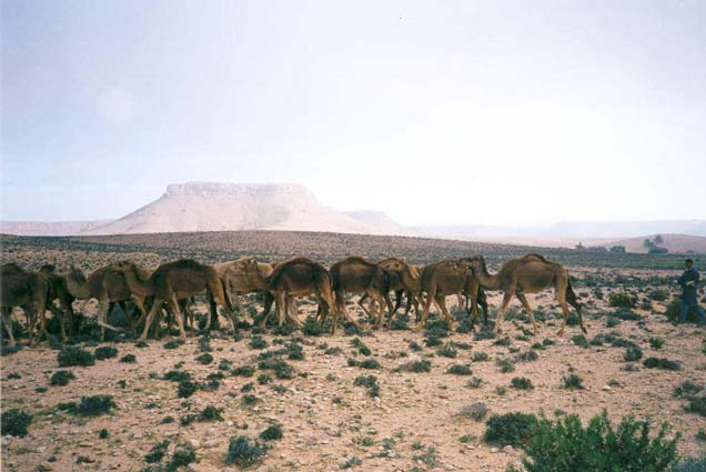 Foto de Chenini, Túnez