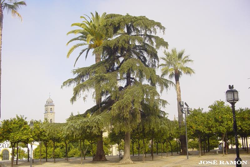 Foto de Jerez de la Frontera (Cádiz), España