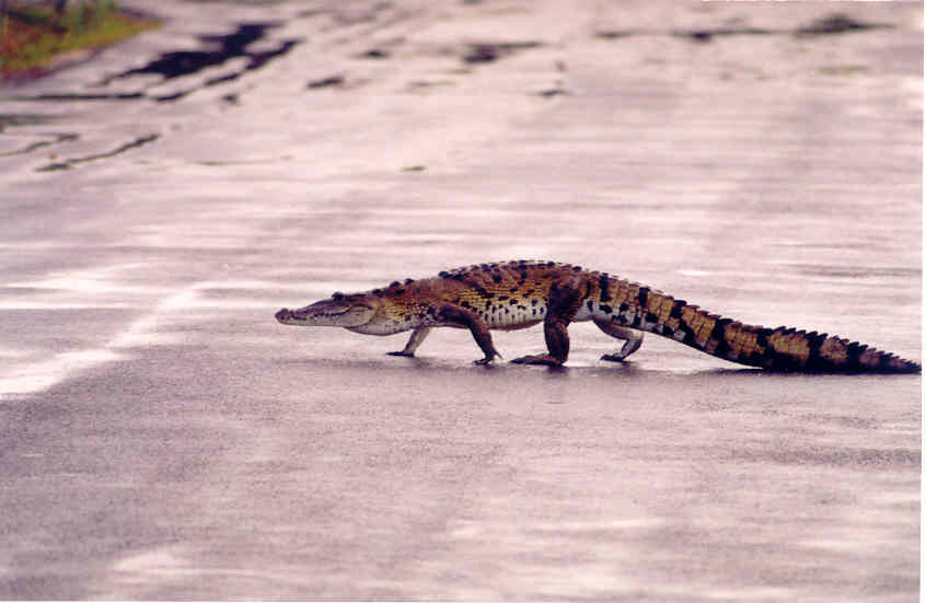Foto de Perto Morelos, México