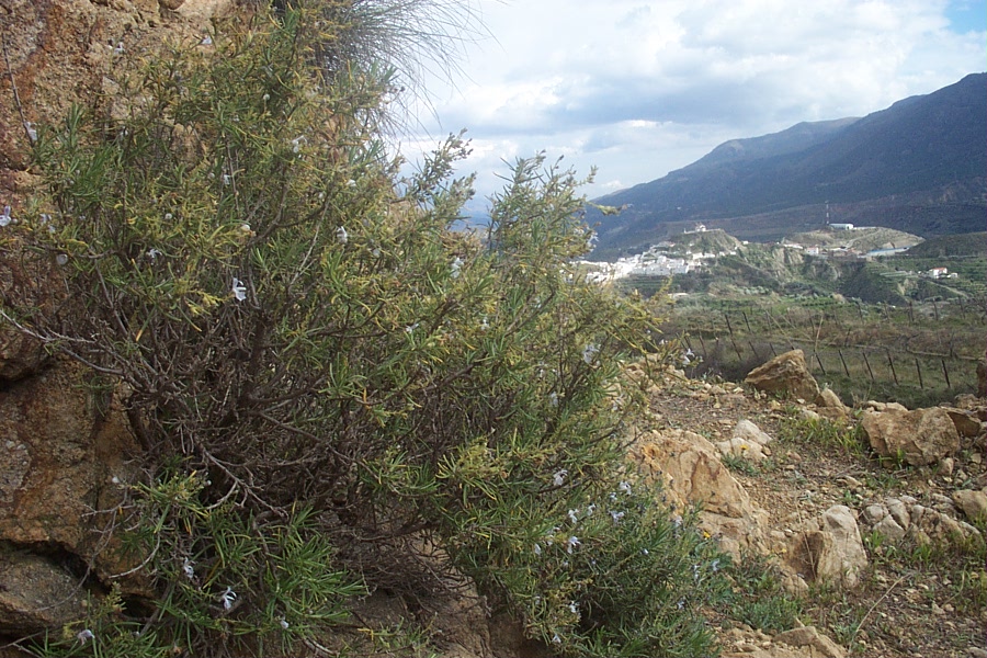 Foto de Canjáyar (Almería), España