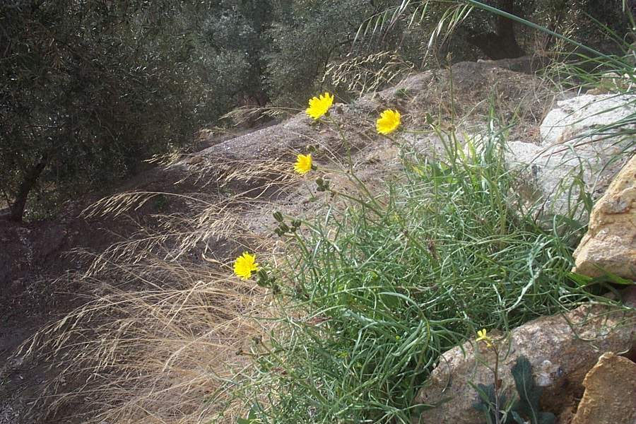 Foto de Canjáyar (Almería), España