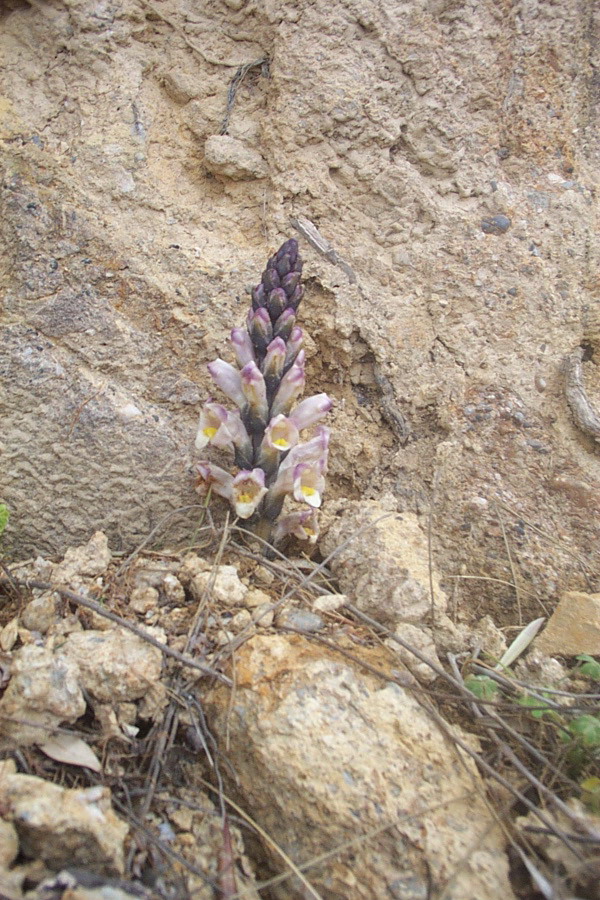 Foto de Canjáyar (Almería), España