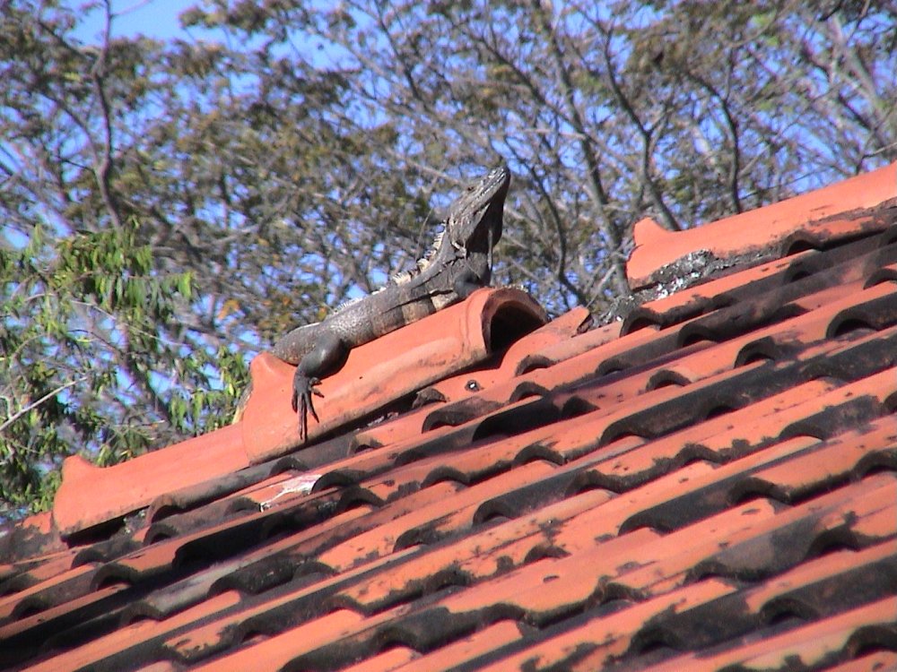 Foto de Isla Venado, Costa Rica