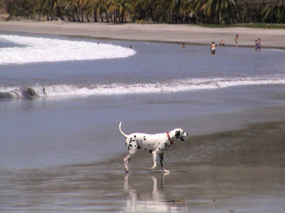 Foto de Playa Carrillo, Costa Rica
