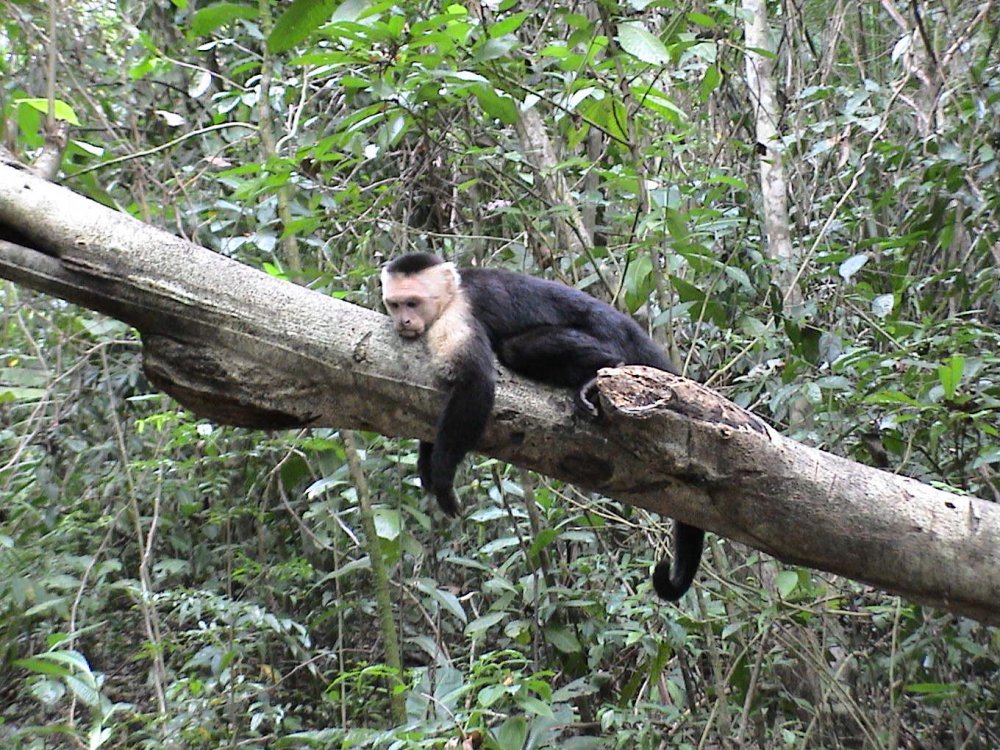 Foto de Manuel Antonio, Costa Rica