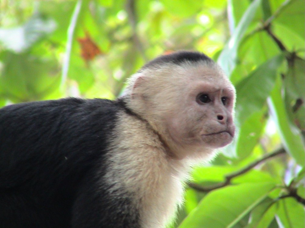 Foto de Manuel Antonio, Costa Rica