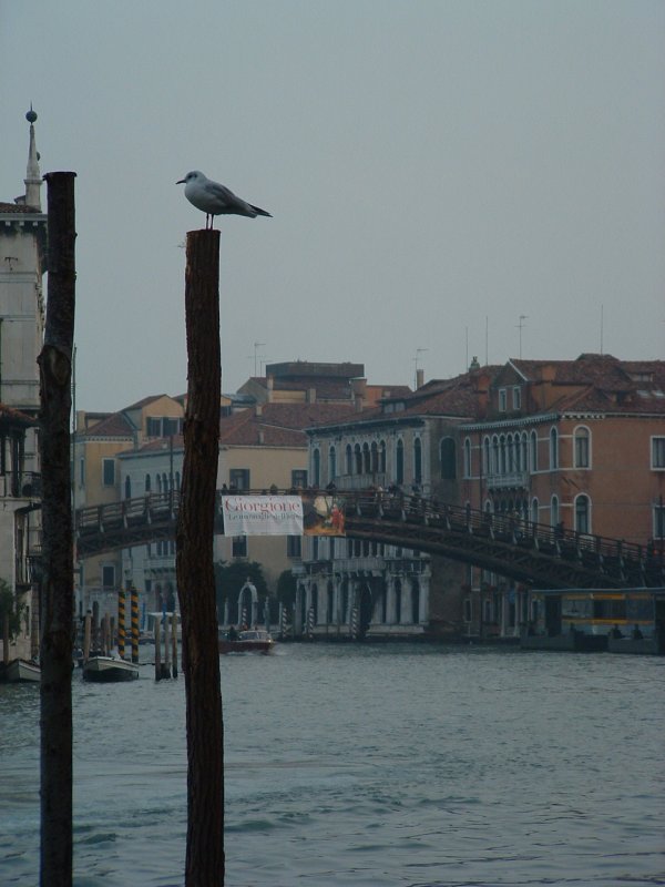 Foto de Venecia - Venice, Italia