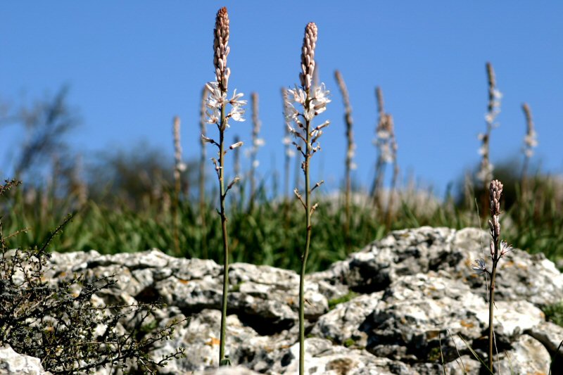 Foto de El Torcal - Antequera (Málaga), España