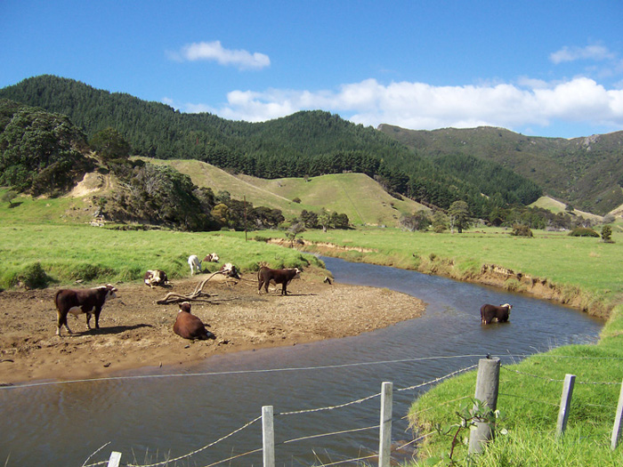 Foto de Coramandal, Nueva Zelanda