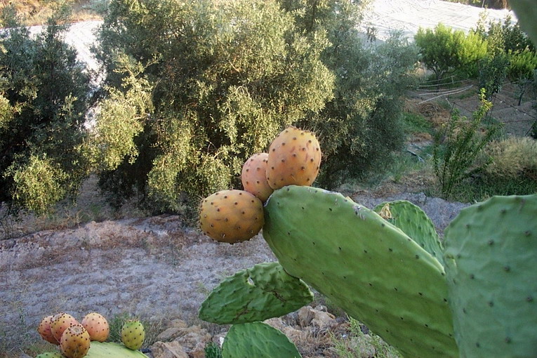 Foto de Canjáyar (Almería), España