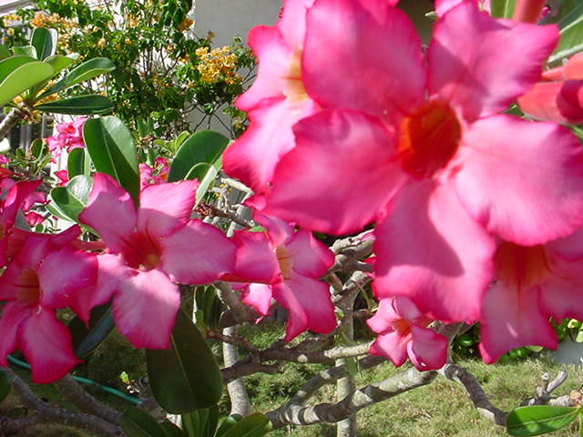 Foto de Nassau, Bahamas