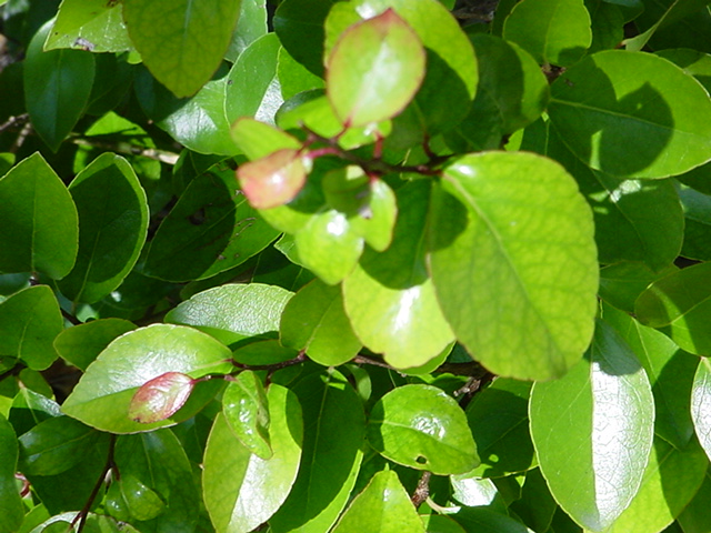 Foto de Nassau, Bahamas