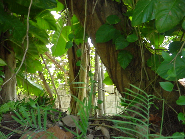 Foto de Nassau, Bahamas