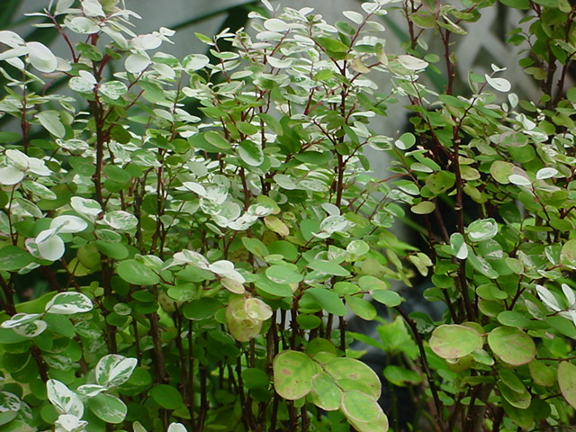 Foto de Nassau, Bahamas