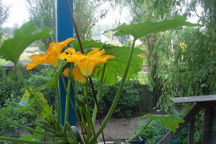 Foto de De Pinte, Bélgica