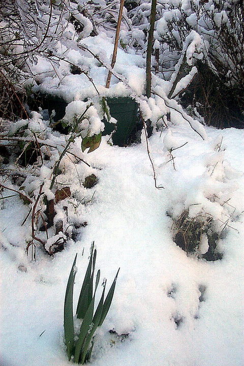 Foto de De Pinte, Bélgica
