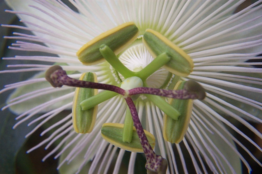 Foto de De Pinte, Bélgica