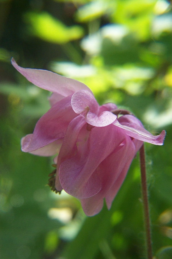 Foto de De Pinte, Bélgica
