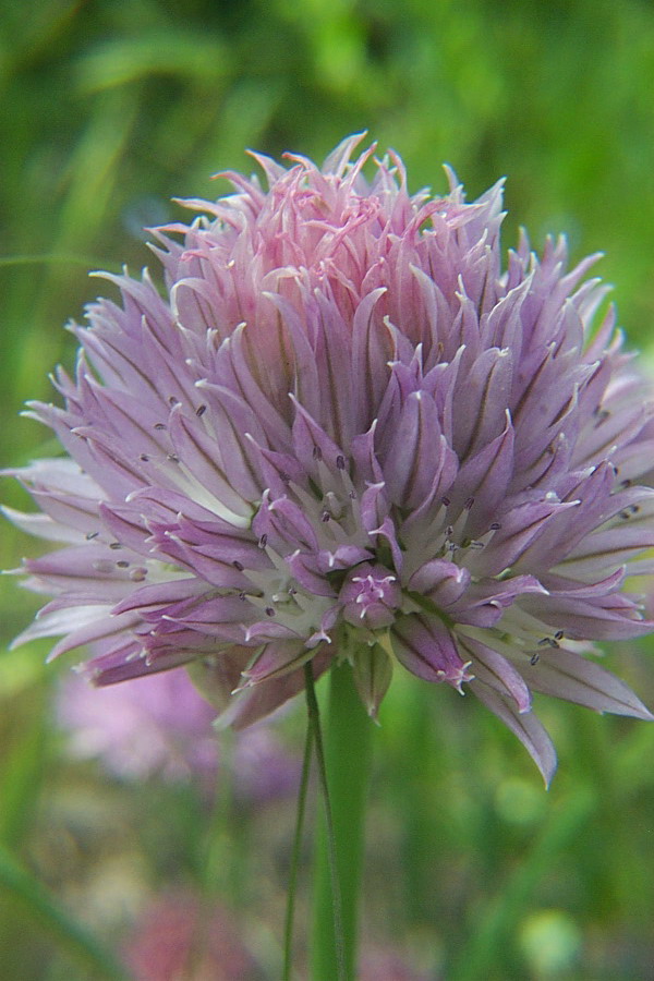 Foto de De Pinte, Bélgica