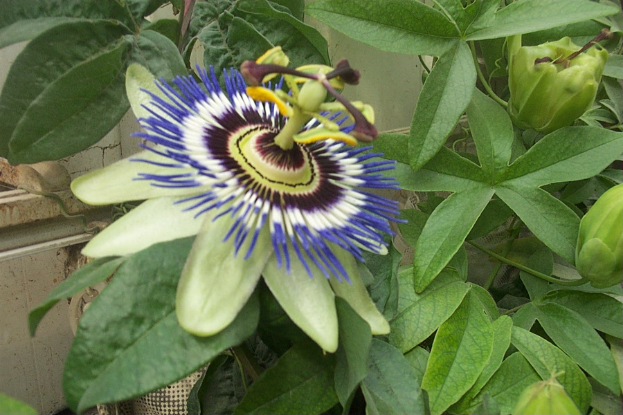 Foto de De Pinte, Bélgica