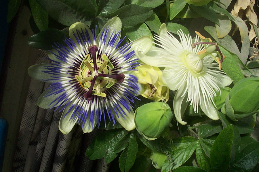 Foto de De Pinte, Bélgica