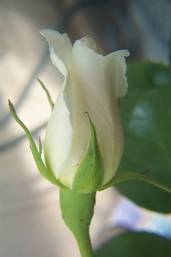 Foto de De Pinte, Bélgica