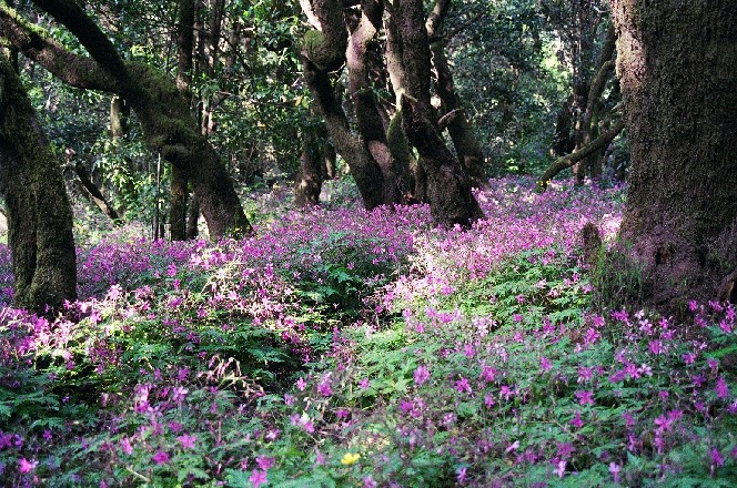 Foto de La Gomera (Santa Cruz de Tenerife), España