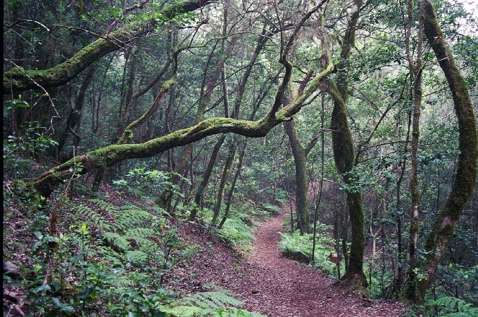 Foto de La Gomera (Santa Cruz de Tenerife), España
