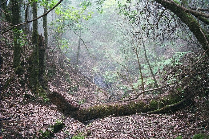 Foto de La Gomera (Santa Cruz de Tenerife), España