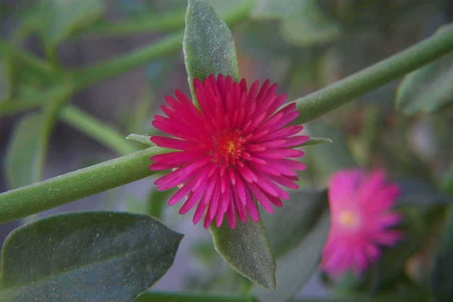 Foto de Canjáyar (Almería), España