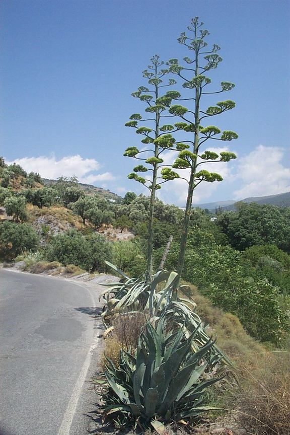 Foto de Almería (Andalucía), España