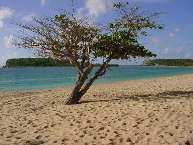 Foto de Vieques, Puerto Rico